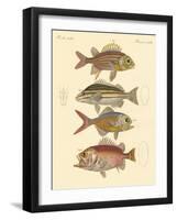 Beautiful Seabass-Like Fish-null-Framed Giclee Print