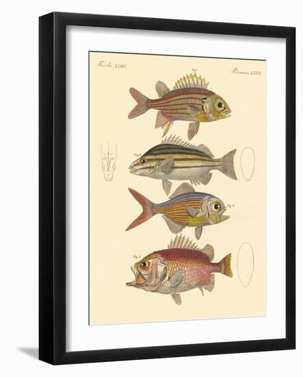 Beautiful Seabass-Like Fish-null-Framed Giclee Print