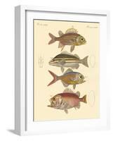 Beautiful Seabass-Like Fish-null-Framed Giclee Print