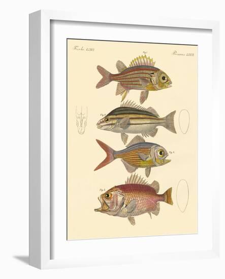 Beautiful Seabass-Like Fish-null-Framed Giclee Print