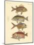 Beautiful Seabass-Like Fish-null-Mounted Giclee Print