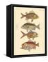 Beautiful Seabass-Like Fish-null-Framed Stretched Canvas