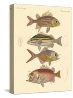 Beautiful Seabass-Like Fish-null-Stretched Canvas