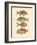 Beautiful Seabass-Like Fish-null-Framed Giclee Print