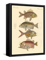 Beautiful Seabass-Like Fish-null-Framed Stretched Canvas