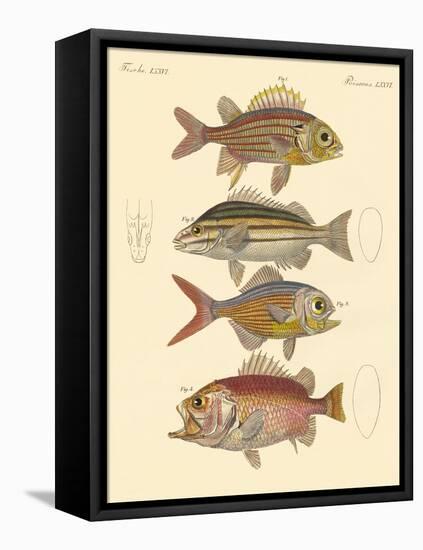 Beautiful Seabass-Like Fish-null-Framed Stretched Canvas