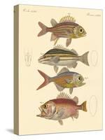 Beautiful Seabass-Like Fish-null-Stretched Canvas
