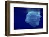 Beautiful Shot of Sea Ice from under the Surface of the Ocean out in the Deep Blue Sea with Beautif-Nickped-Framed Photographic Print