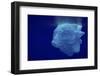 Beautiful Shot of Sea Ice from under the Surface of the Ocean out in the Deep Blue Sea with Beautif-Nickped-Framed Photographic Print