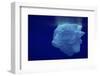 Beautiful Shot of Sea Ice from under the Surface of the Ocean out in the Deep Blue Sea with Beautif-Nickped-Framed Photographic Print