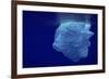 Beautiful Shot of Sea Ice from under the Surface of the Ocean out in the Deep Blue Sea with Beautif-Nickped-Framed Photographic Print