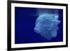 Beautiful Shot of Sea Ice from under the Surface of the Ocean out in the Deep Blue Sea with Beautif-Nickped-Framed Photographic Print