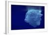 Beautiful Shot of Sea Ice from under the Surface of the Ocean out in the Deep Blue Sea with Beautif-Nickped-Framed Photographic Print