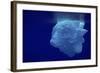 Beautiful Shot of Sea Ice from under the Surface of the Ocean out in the Deep Blue Sea with Beautif-Nickped-Framed Photographic Print