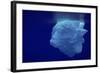 Beautiful Shot of Sea Ice from under the Surface of the Ocean out in the Deep Blue Sea with Beautif-Nickped-Framed Photographic Print