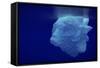 Beautiful Shot of Sea Ice from under the Surface of the Ocean out in the Deep Blue Sea with Beautif-Nickped-Framed Stretched Canvas