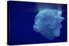 Beautiful Shot of Sea Ice from under the Surface of the Ocean out in the Deep Blue Sea with Beautif-Nickped-Stretched Canvas