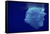 Beautiful Shot of Sea Ice from under the Surface of the Ocean out in the Deep Blue Sea with Beautif-Nickped-Framed Stretched Canvas