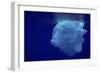 Beautiful Shot of Sea Ice from under the Surface of the Ocean out in the Deep Blue Sea with Beautif-Nickped-Framed Photographic Print