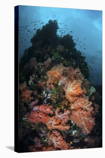 Beautiful Soft Coral Colonies Grow on a Reef in Indonesia-Stocktrek Images-Stretched Canvas