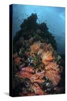 Beautiful Soft Coral Colonies Grow on a Reef in Indonesia-Stocktrek Images-Stretched Canvas