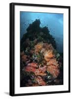 Beautiful Soft Coral Colonies Grow on a Reef in Indonesia-Stocktrek Images-Framed Photographic Print