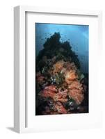 Beautiful Soft Coral Colonies Grow on a Reef in Indonesia-Stocktrek Images-Framed Photographic Print