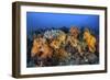 Beautiful Soft Coral Colonies on a Coral Reef in Indonesia-Stocktrek Images-Framed Photographic Print