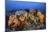 Beautiful Soft Coral Colonies on a Coral Reef in Indonesia-Stocktrek Images-Mounted Photographic Print
