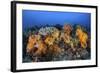 Beautiful Soft Coral Colonies on a Coral Reef in Indonesia-Stocktrek Images-Framed Photographic Print