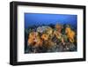 Beautiful Soft Coral Colonies on a Coral Reef in Indonesia-Stocktrek Images-Framed Photographic Print