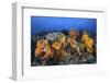 Beautiful Soft Coral Colonies on a Coral Reef in Indonesia-Stocktrek Images-Framed Photographic Print