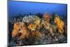 Beautiful Soft Coral Colonies on a Coral Reef in Indonesia-Stocktrek Images-Mounted Photographic Print