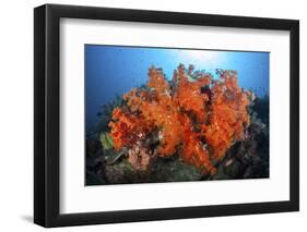 Beautiful Soft Corals and Invertebrates on a Reef in Indonesia-Stocktrek Images-Framed Photographic Print