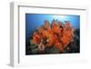 Beautiful Soft Corals and Invertebrates on a Reef in Indonesia-Stocktrek Images-Framed Photographic Print