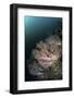 Beautiful Soft Corals Grow on a Deep Reef in Indonesia-Stocktrek Images-Framed Photographic Print