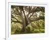 Beautiful Southern Live Oak tree, Flordia-Maresa Pryor-Framed Photographic Print