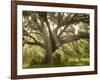 Beautiful Southern Live Oak tree, Flordia-Maresa Pryor-Framed Photographic Print