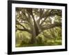 Beautiful Southern Live Oak tree, Flordia-Maresa Pryor-Framed Photographic Print