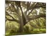 Beautiful Southern Live Oak tree, Flordia-Maresa Pryor-Mounted Photographic Print