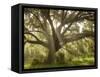 Beautiful Southern Live Oak tree, Flordia-Maresa Pryor-Framed Stretched Canvas