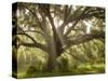 Beautiful Southern Live Oak tree, Flordia-Maresa Pryor-Stretched Canvas