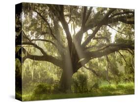 Beautiful Southern Live Oak tree, Flordia-Maresa Pryor-Stretched Canvas