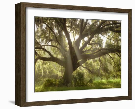 Beautiful Southern Live Oak tree, Flordia-Maresa Pryor-Framed Photographic Print