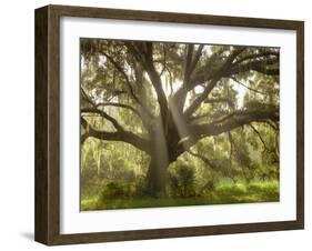 Beautiful Southern Live Oak tree, Flordia-Maresa Pryor-Framed Photographic Print