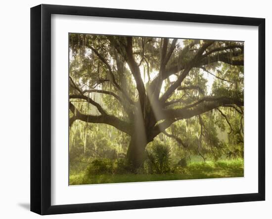 Beautiful Southern Live Oak tree, Flordia-Maresa Pryor-Framed Photographic Print