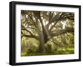 Beautiful Southern Live Oak tree, Flordia-Maresa Pryor-Framed Photographic Print