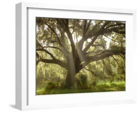 Beautiful Southern Live Oak tree, Flordia-Maresa Pryor-Framed Photographic Print