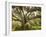 Beautiful Southern Live Oak tree, Flordia-Maresa Pryor-Framed Photographic Print