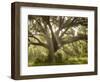 Beautiful Southern Live Oak tree, Flordia-Maresa Pryor-Framed Photographic Print